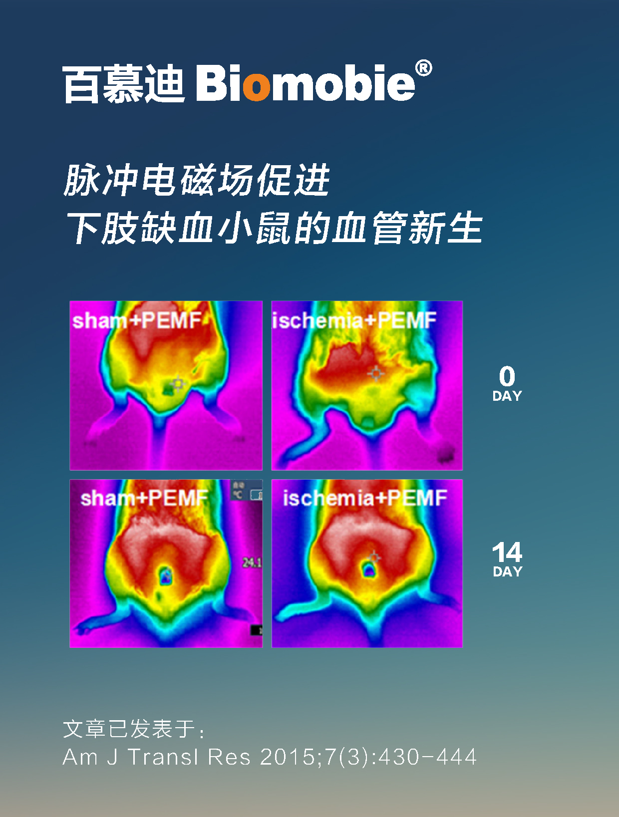 脉冲电磁场促进下肢缺血小鼠 中.pic.jpg